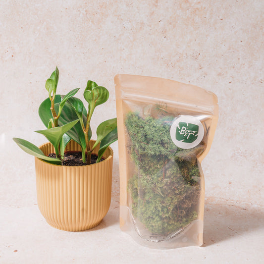 Leucobryum glaucum (Bun moss/Pincushion moss)