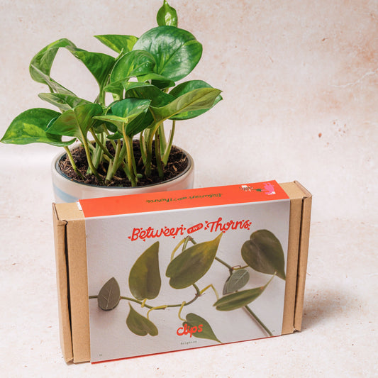 WHOLESALE PLANT CLIPS