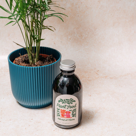 WHOLESALE BETWEEN TWO THORNS SEAWEED FEED