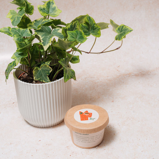 WHOLESALE ROOTING POWDER