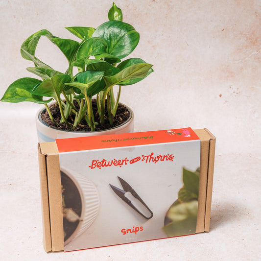 WHOLESALE BLACK FOLIAGE PRUNING SNIPS