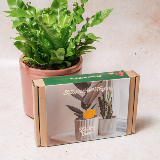 WHOLESALE STICKY TRAPS FOR FUNGUS GNATS