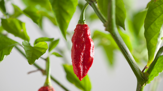 Bhut Jolokia Red