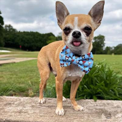 Blue Chihuahua Print Exclusive Designer Bow Tie by My Chi and Me