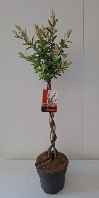 Salix intergra 'Hakuro - Nishiki'  Flamingo Dwarf Willow Tree BRAIDED