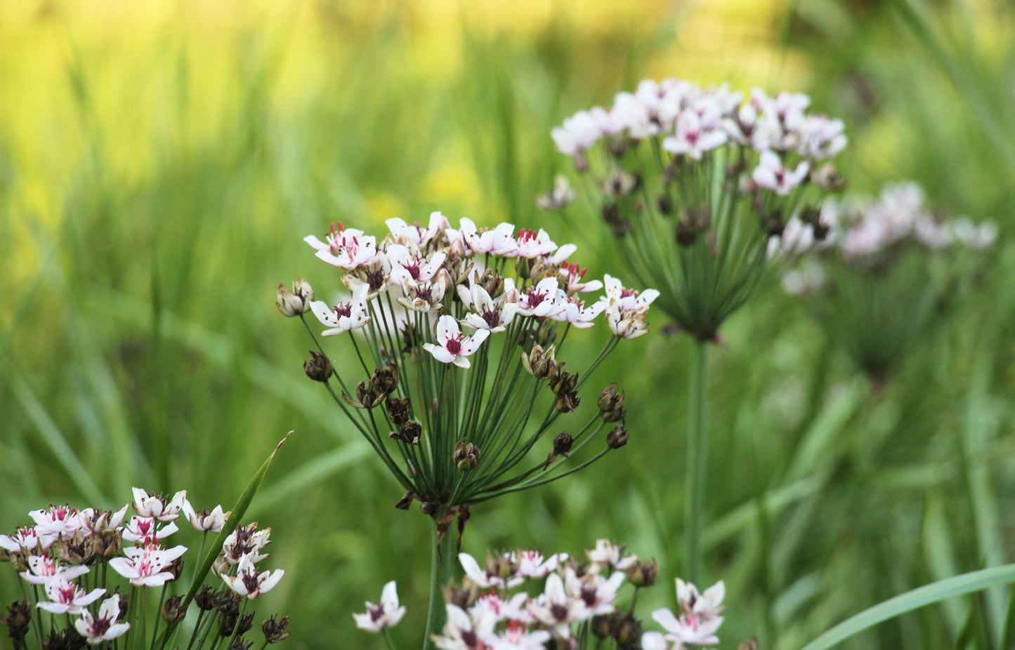 Butomus umbellatus 'Schneeweißchen' - MP012 Packs