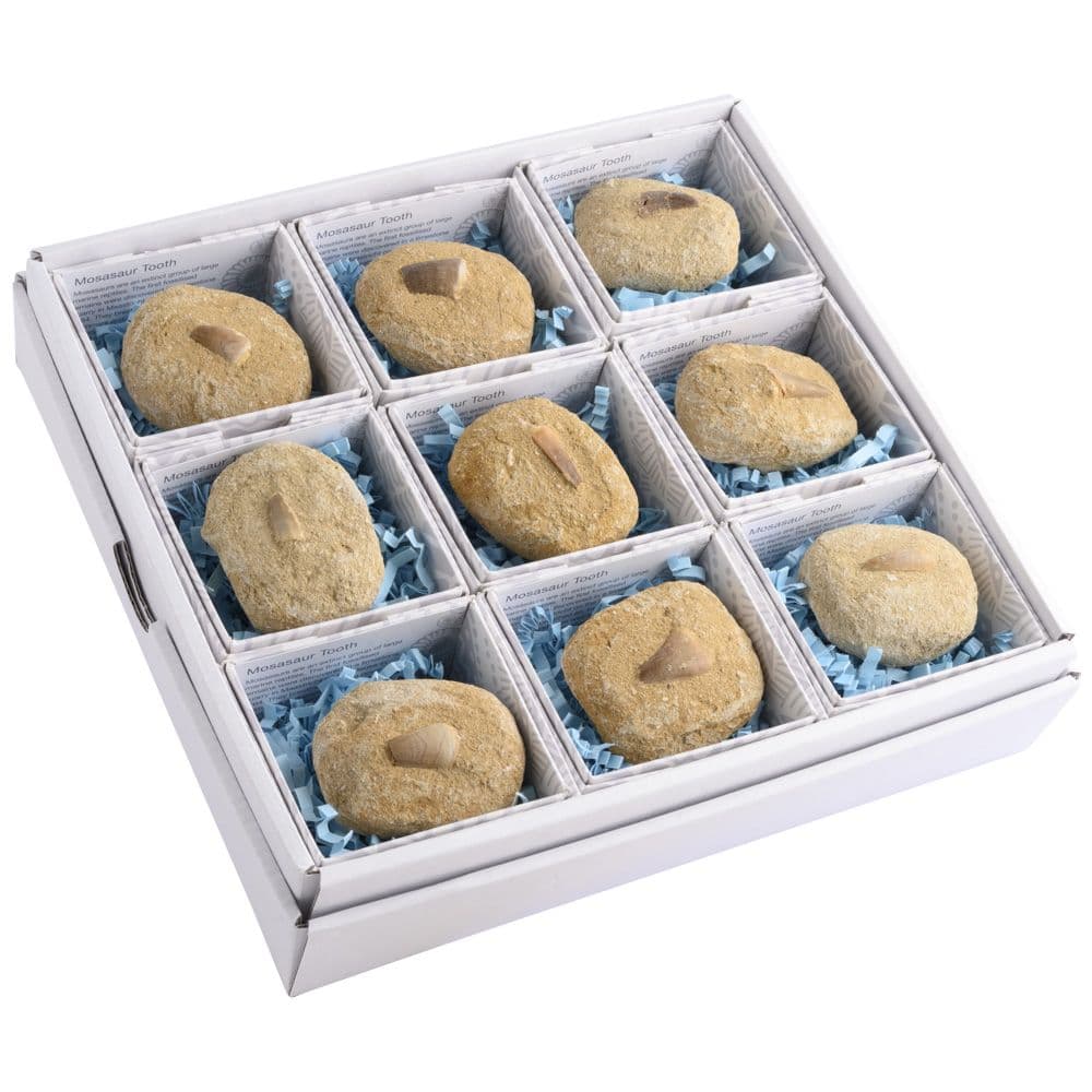 Mosasaur Tooth Fossil Gift Boxed with Information Card (SINGLE UNIT)