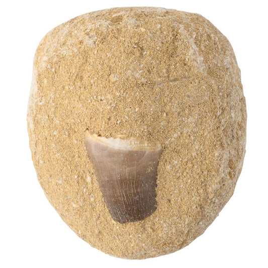 Mosasaur Tooth Fossil Gift Boxed with Information Card (SINGLE UNIT)