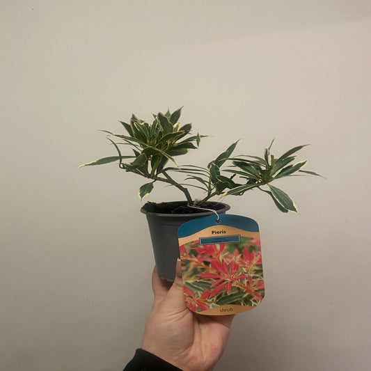 Pieris ‘Japonica Flaming Silver’ 9cm-3L