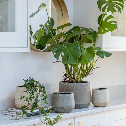 TheFoalyard Ivyline Celeste Cream & Grey Planters