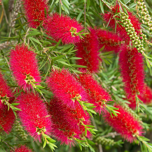 Standard Callistemon 'Kingpark' (Bottle Brush) 4L (90-100cm)