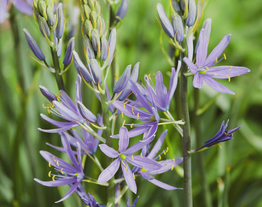 Camassia esculenta ‘Quamash’ - Marginal Pond Plant - BP020