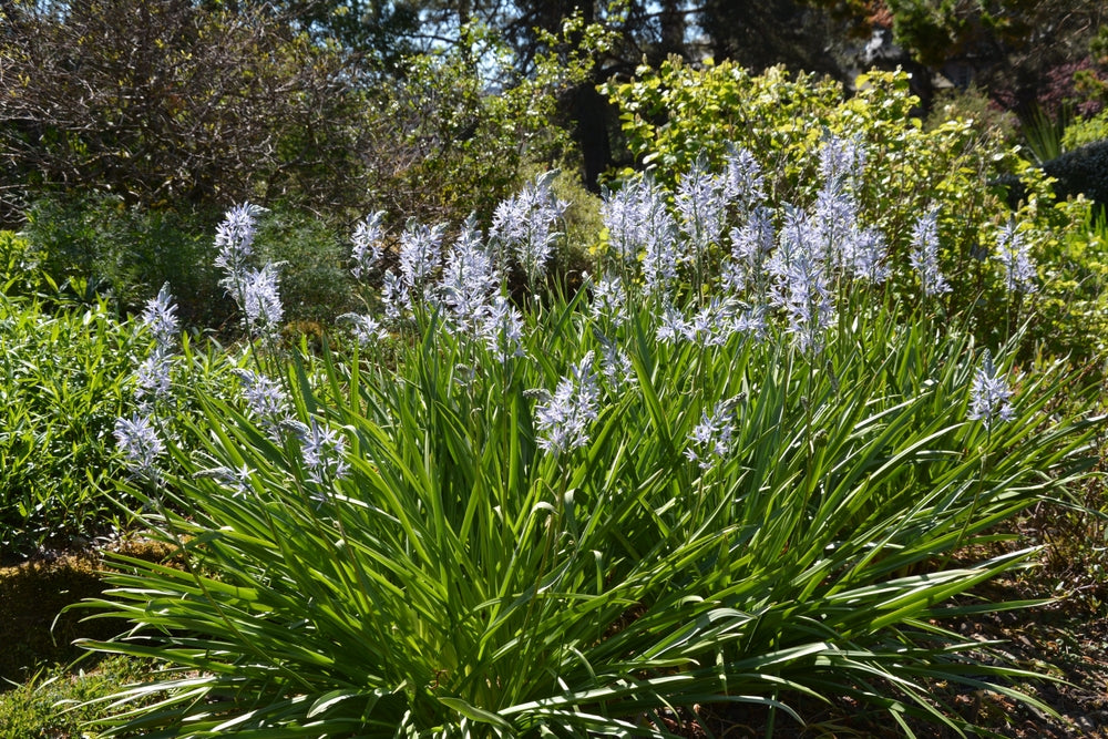 Camassia esculenta ‘Quamash’ - Marginal Pond Plant - BP020