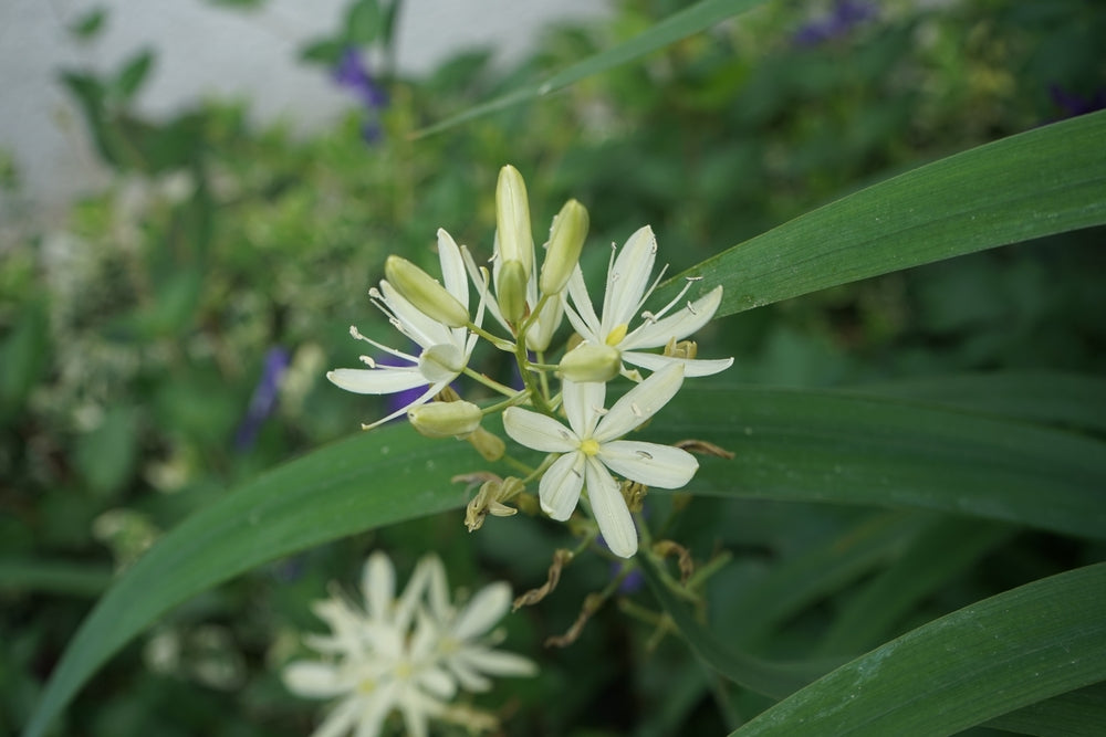 Camassia leichtlini ‘ALBA’ (Common camas lily) - Marginal Pond Plant - BP021