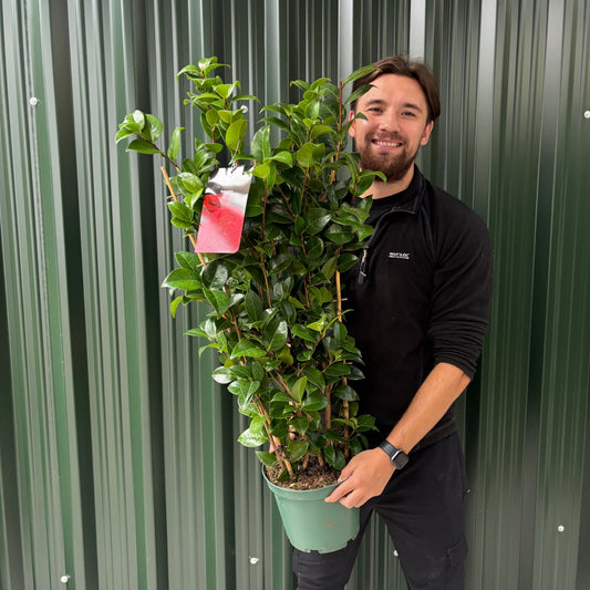 Camellia japonica 'Black Lace' 50-60cm / 90-100cm