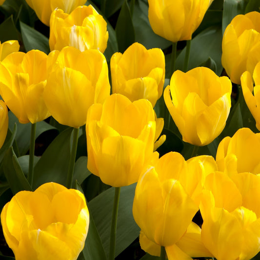 Tulip 'Candela' (4 Bulbs)
