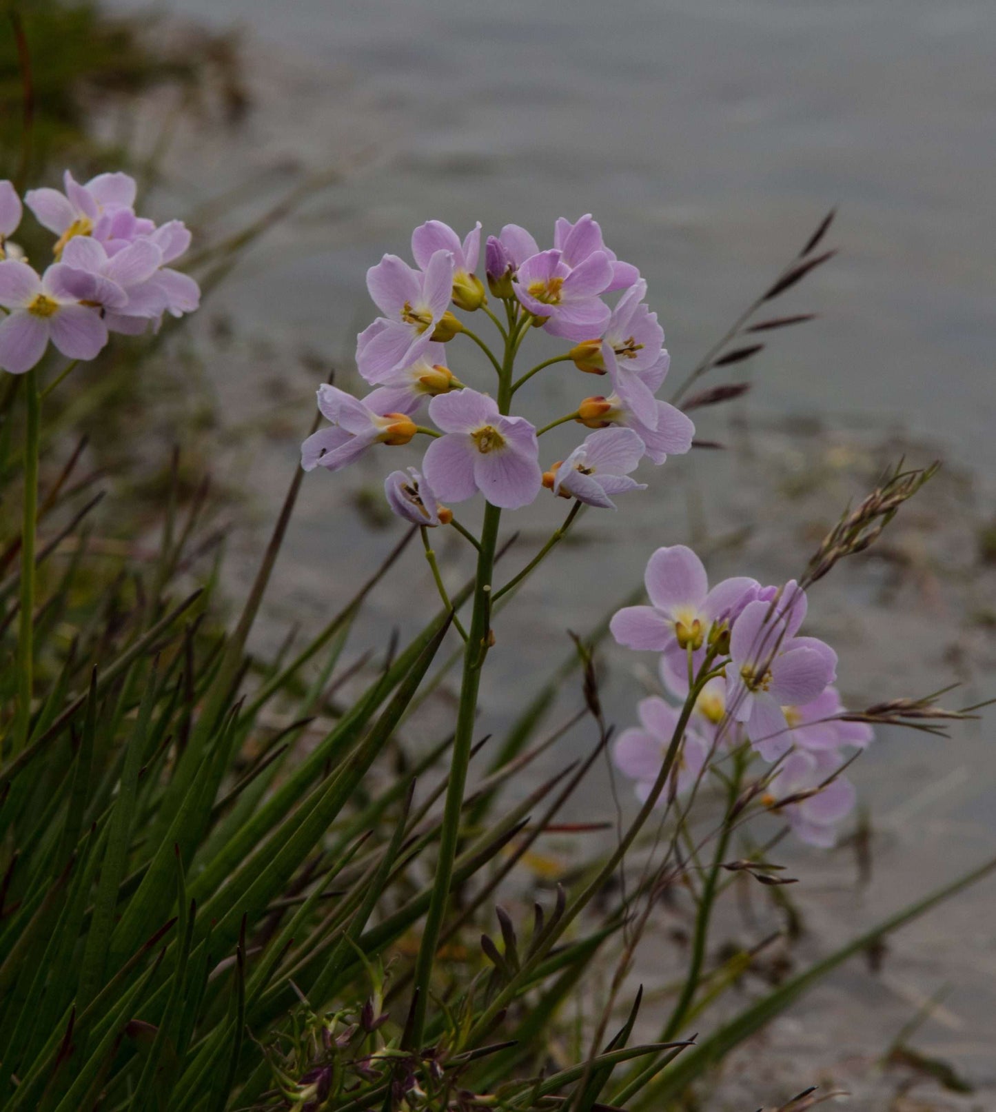 Cardamine pratensis (Lady’s smock) - Marginal Pond Plants - MP019