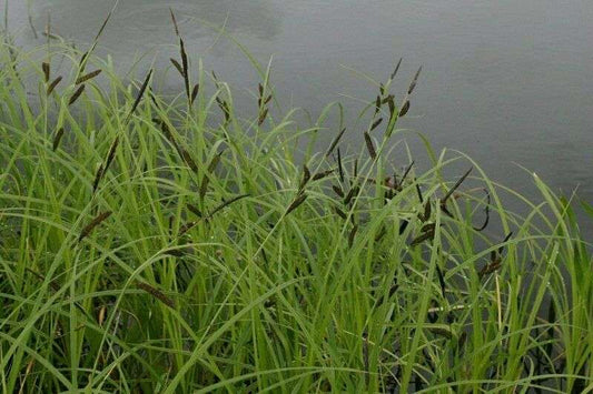 Carex acuta (Slender-tufted sedge) - Marginal Pond Plants - MP020