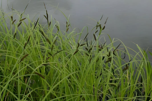 Carex acuta