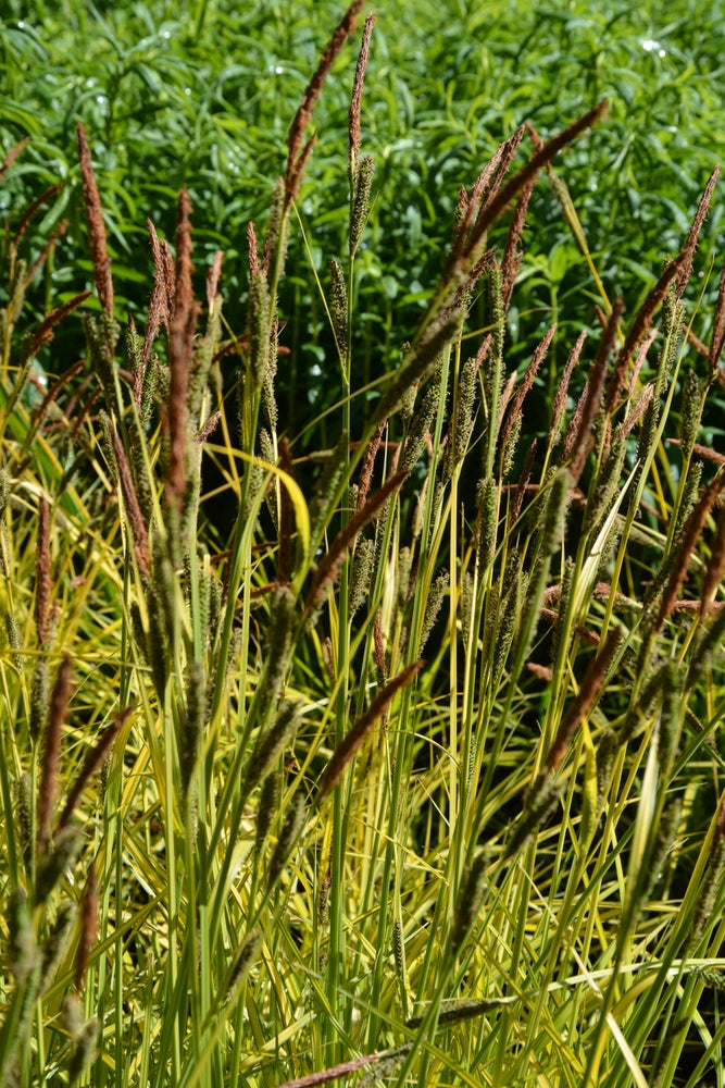 Carex Elata 'Aurea' - BP022A Packs