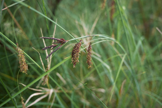 Carex Flacca - Marginal Pond Plants - BP022