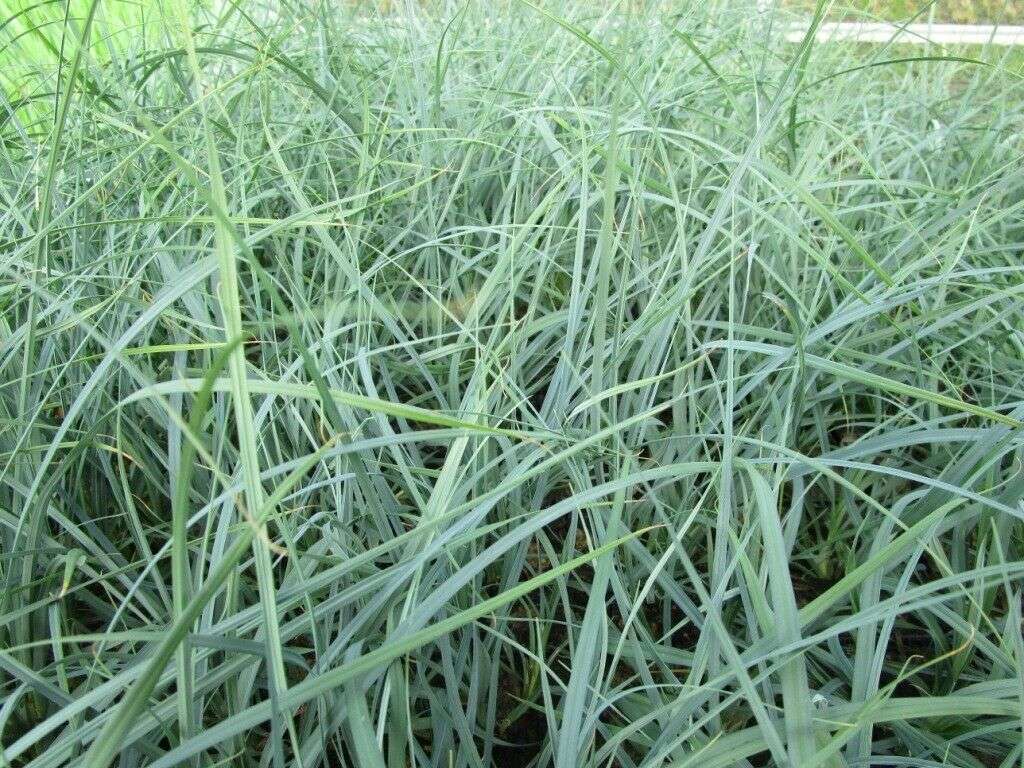 Carex panicea (Carnation sedge) - Marginal Pond Plants - MP025