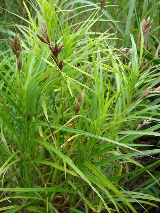 Carex riparia (Greater pond sedge) - MP027 Packs