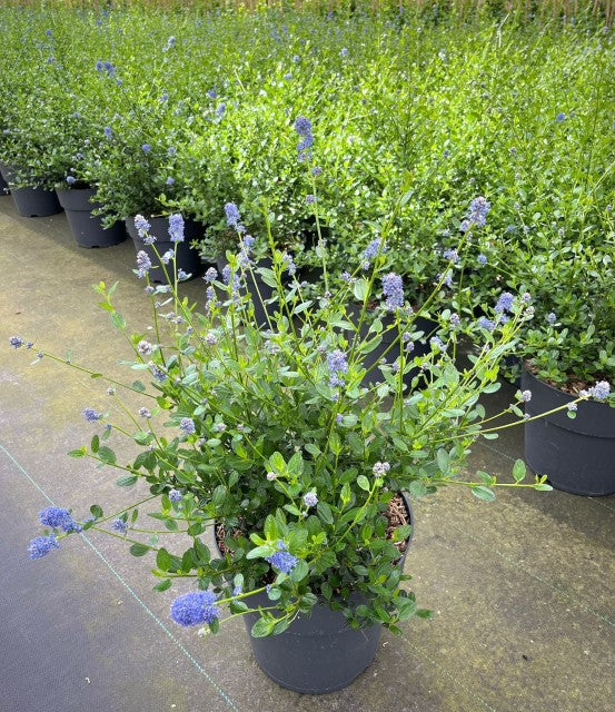 Ceanothus 'Victoria' (Californian Lilac) 9cm/2L/5L/10L