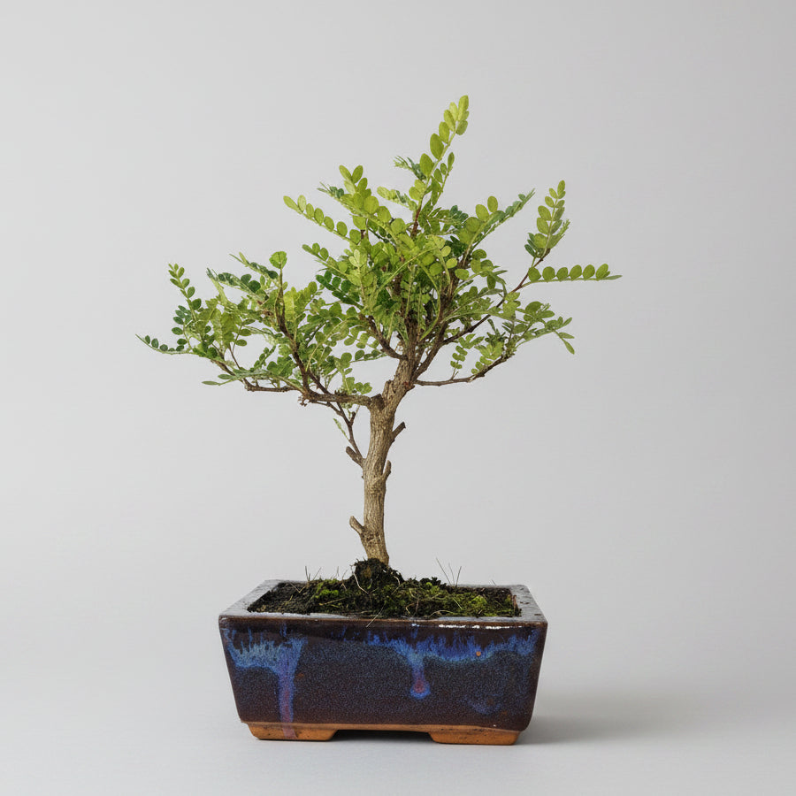 Chinese Pepper (Zanthoxylum Pipertum) Bonsai Tree | Broom | In 15cm Pot