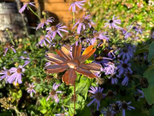 Copper Cosmos Flower