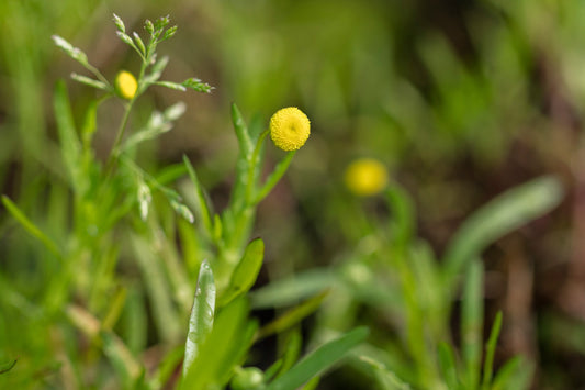Cotula coronopifolia (Brass buttons) - MP028 - Packs