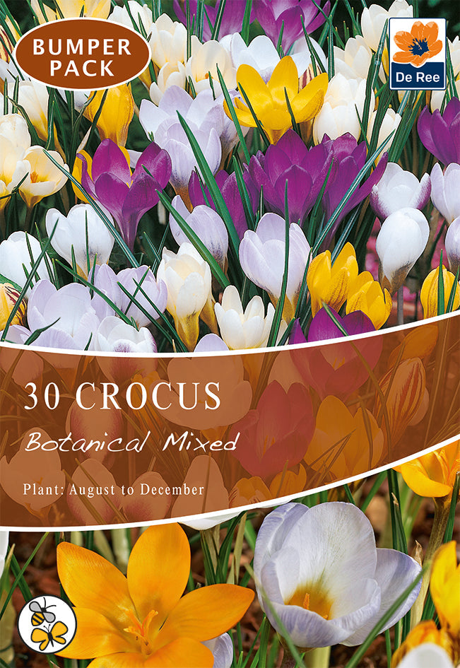 Crocus Botanical Mixed Bulbs (15/30 Bulbs)