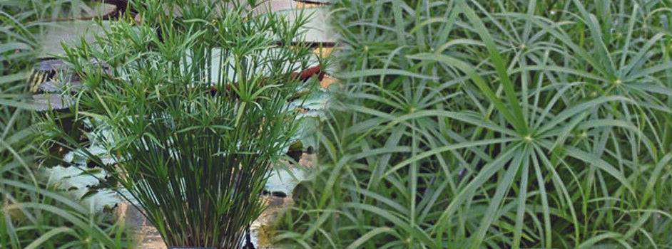 Cyperus alternifolius 'Involucratus' (Umbrella palm) - Marginal Pond Plants - MP029