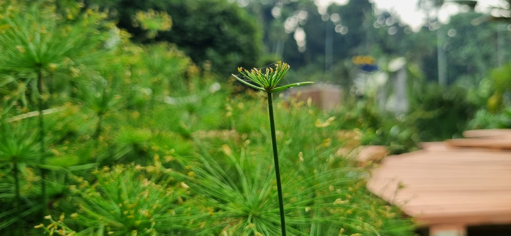 Cyperus Haspan Viviparus - Marginal Pond Plants - Pond Plants - Water Plants - MBP031A