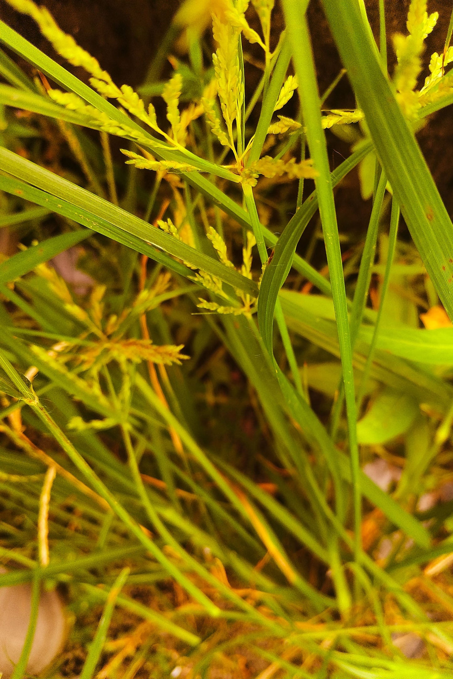 Cyperus Haspen Viviparus - MBP031A Packs