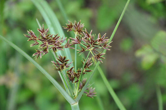 Cyperus longus (Sweet Galingale) - Marginal Pond Plants - MP031