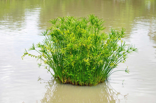 Cyperus alternifolius 'Gracilis'