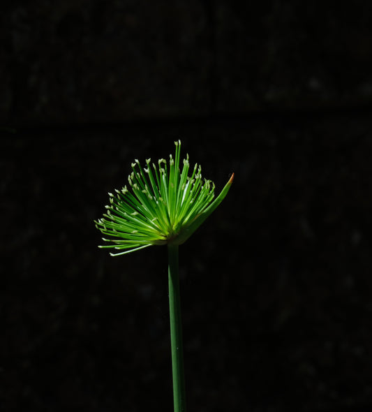 Cyperus Haspan Viviparus - Marginal Pond Plants - Pond Plants - Water Plants - MBP031A