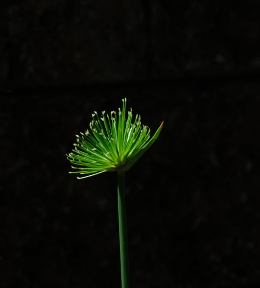 Cyperus Haspan Viviparus - Marginal Pond Plants - Pond Plants - Water Plants - MBP031A