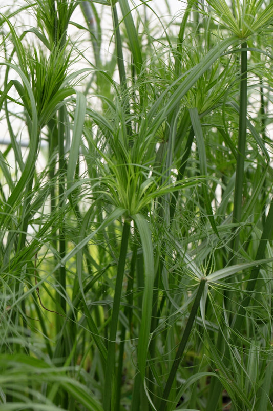 Cyperus Percamenthus 'King Tut' - Marginal Pond Plants - MBP031
