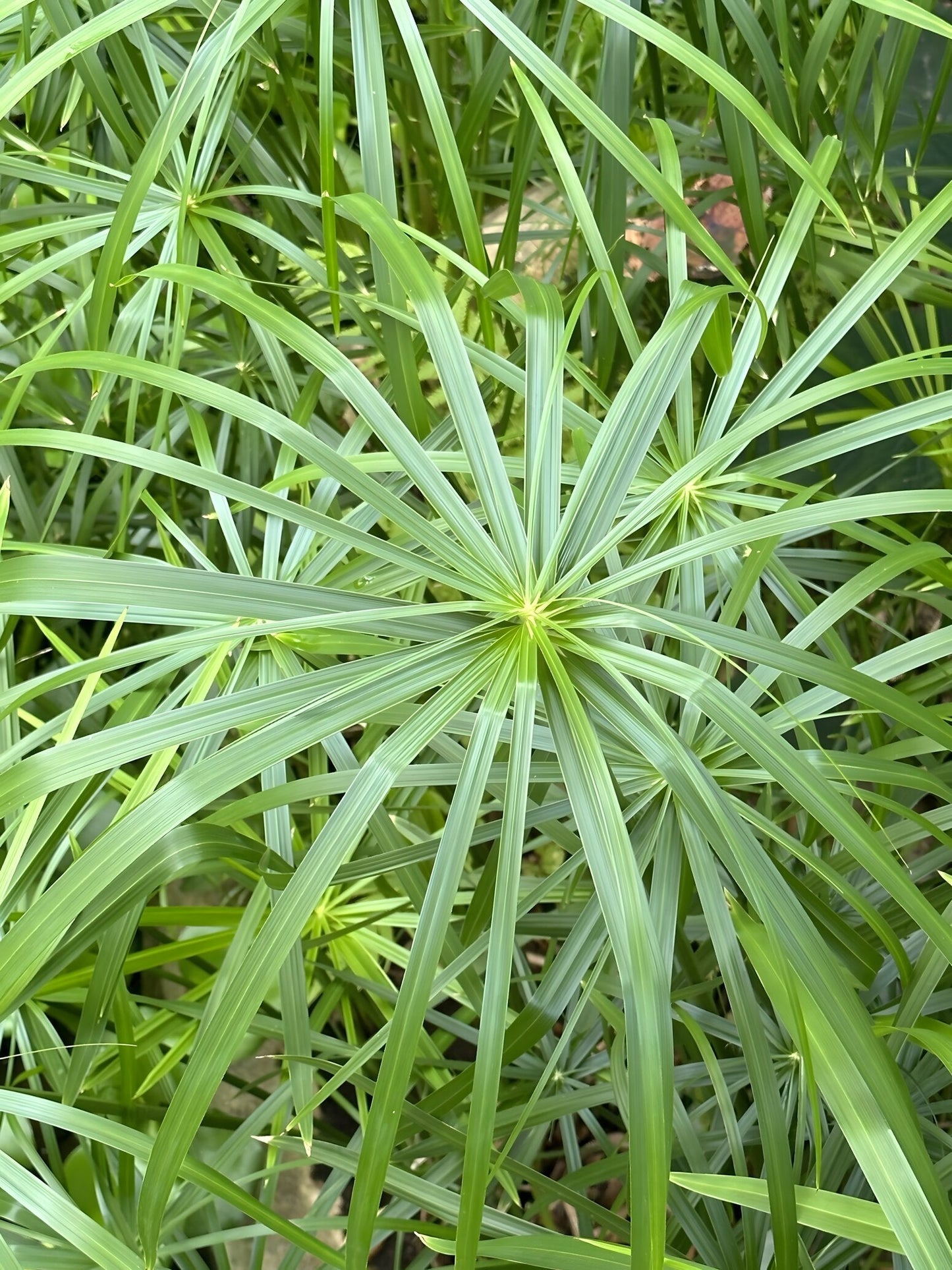Cyperus alternifolius 'Gracilis'