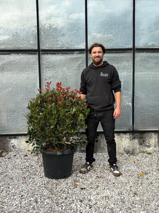 Photinia 'Red Robin' Ball 45L (60cm dia.)