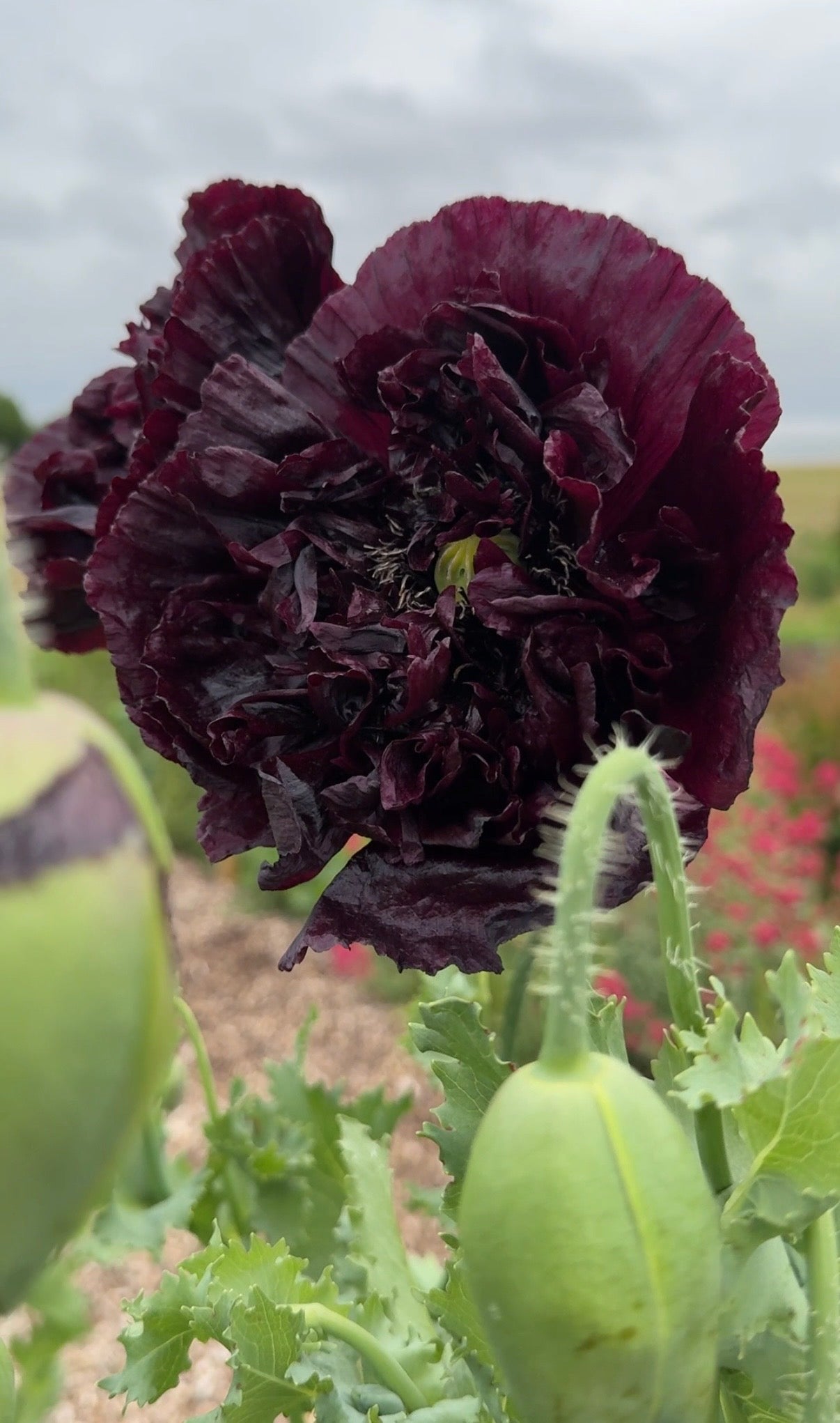 Poppy Black Peony