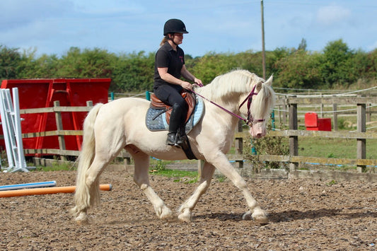 Click Bridle including Reins