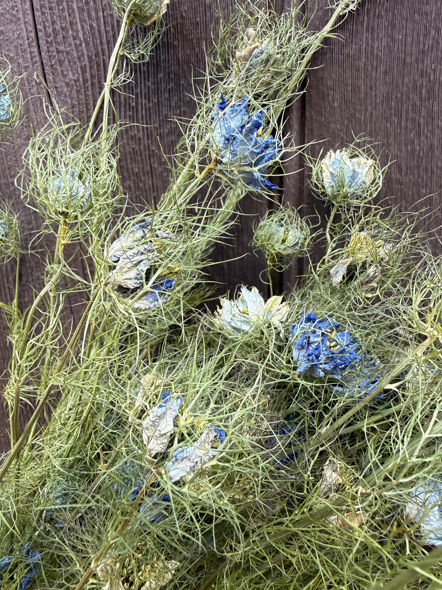 Dried Nigella Flowers | Love-in-a-Mist Norfolk Bunch