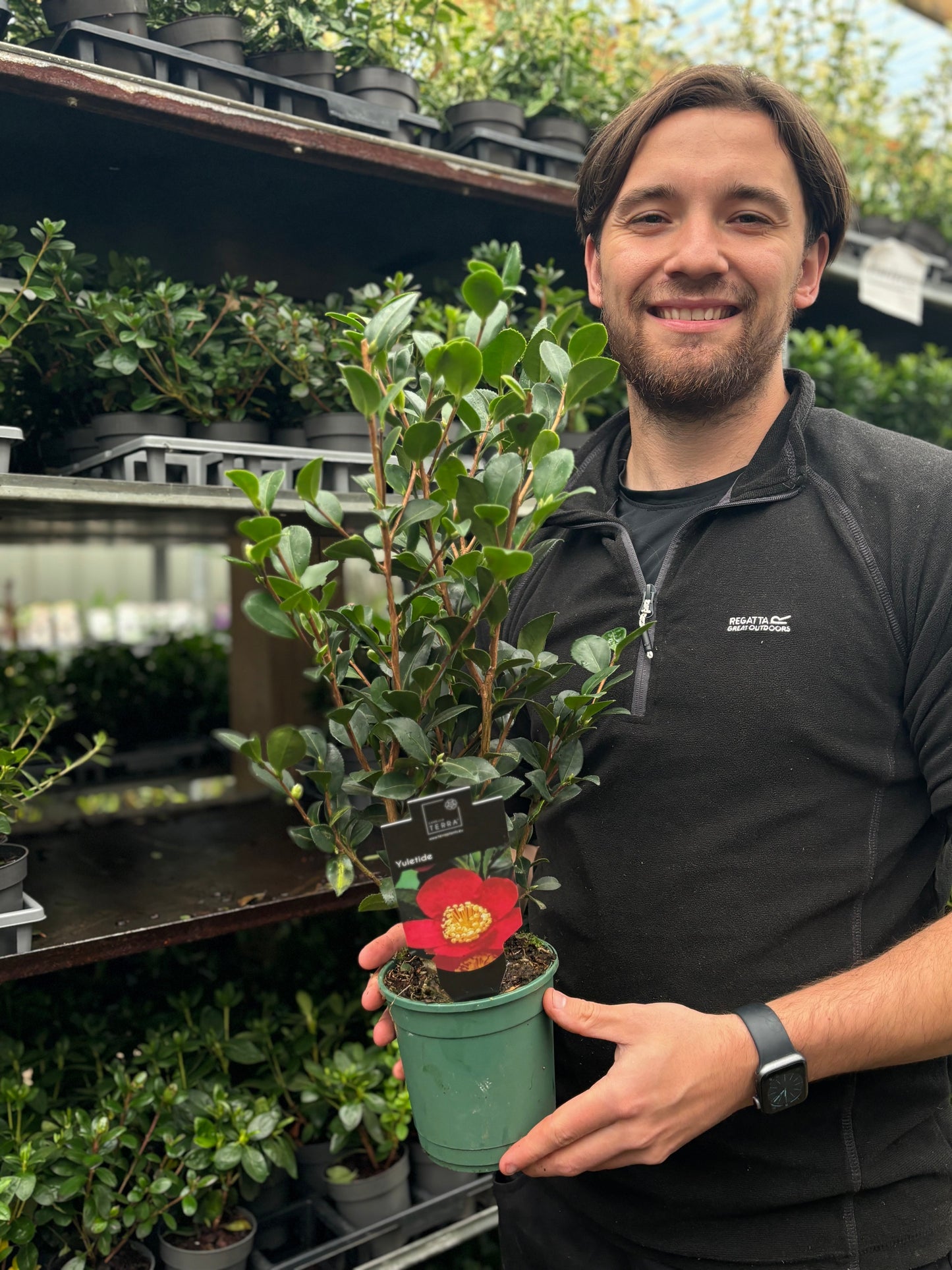 Camellia japonica 'Yuletide' 50-60cm