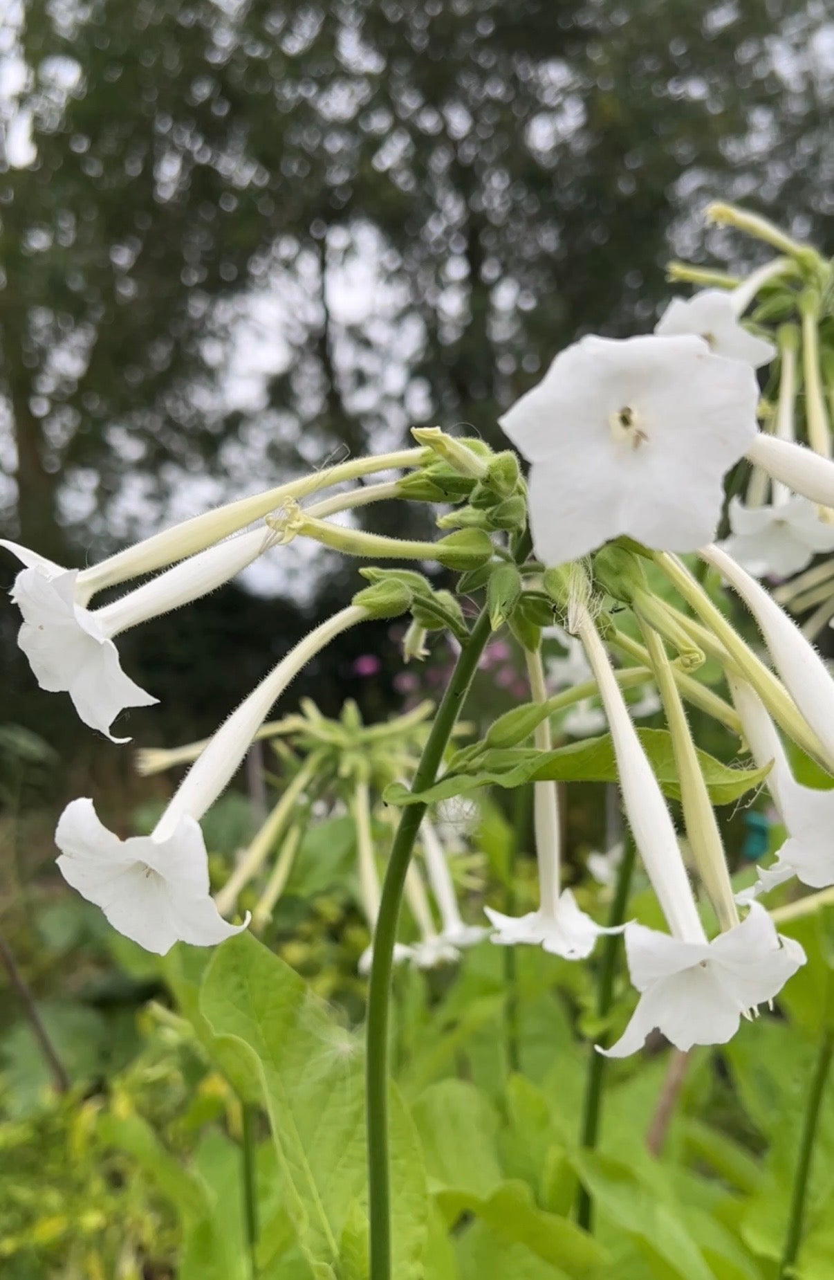Nicotiana White Trumpets
