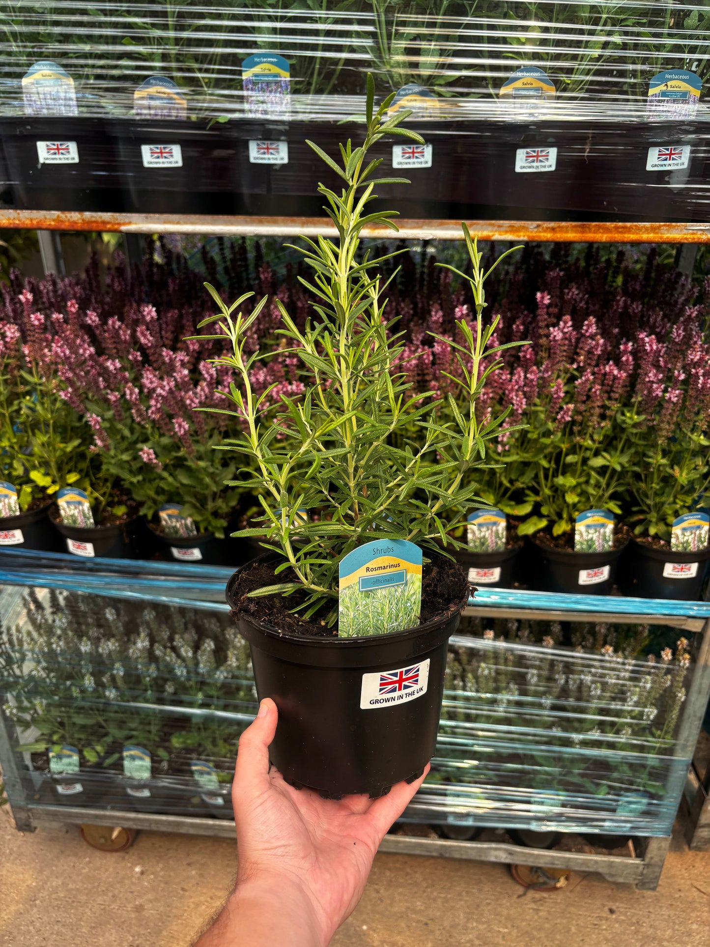Rosemary officinalis