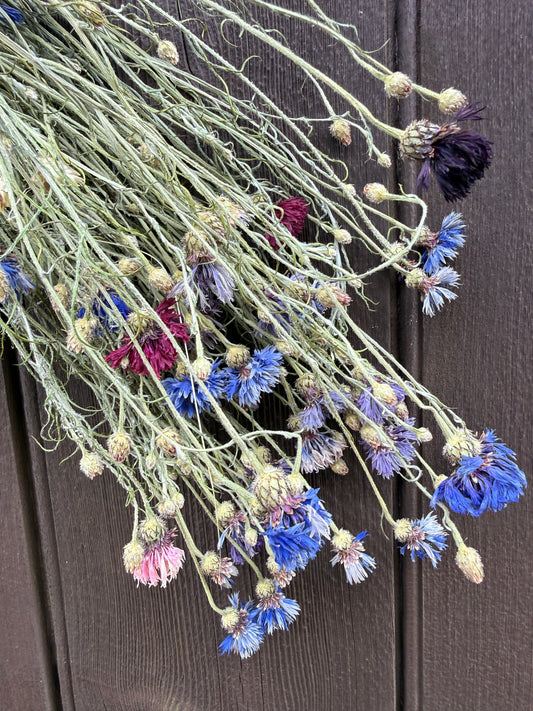 Cornflower Dried Flowers | Norfolk Meadow Bunch
