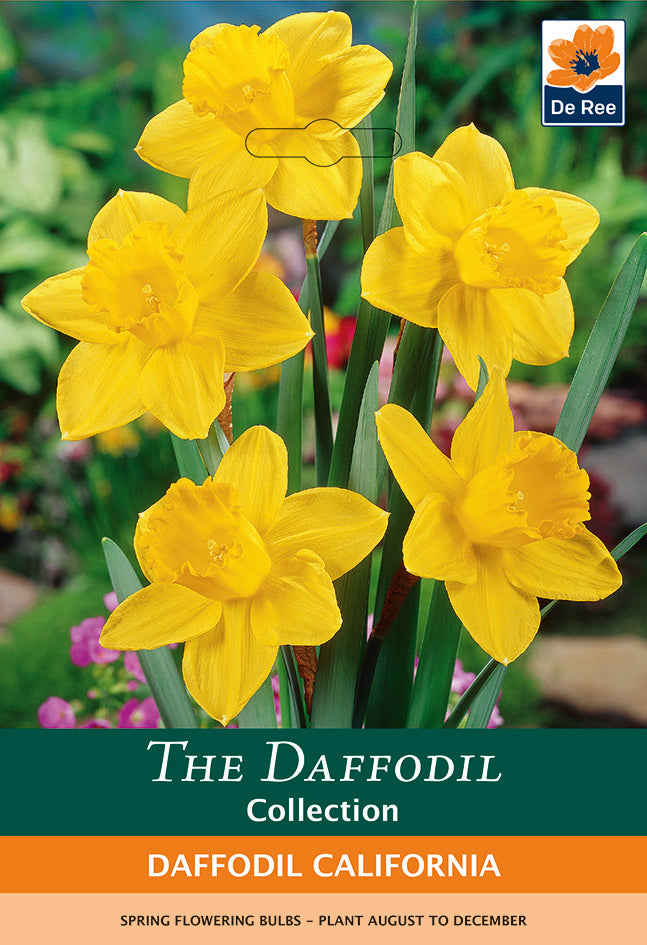 Daffodil 'California' (5 Bulbs)